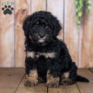 Ellie, Mini Bernedoodle Puppy